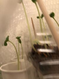 マクワウリです いつ頃プランターに植え替えですか まだ家の中 Yahoo 知恵袋