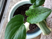 観葉植物 斑入りなんですが名前ベゴニアですかね 良ければ教えて下さ Yahoo 知恵袋