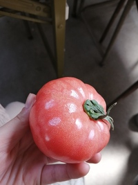トマトの病気 生理障害について 写真のような症状が出るトマトがあります Yahoo 知恵袋