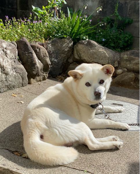 こちらは何犬でしょうか 雑種だとは思うのですが日本犬のミック Yahoo 知恵袋