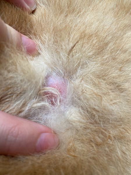 犬用の湯船の温度は どれくらいに設定していますか わんちゃんをお Yahoo 知恵袋