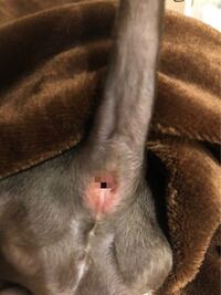 犬の肛門の写真あり 肛門絞りがうまくできません短毛種なので Yahoo 知恵袋