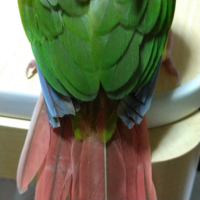 ウロコインコです ショップで元々羽根がカットされていました Yahoo 知恵袋