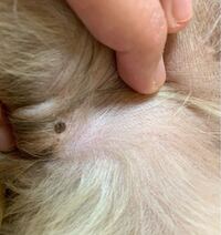 犬の体に黒いコーヒーかすのようなものがついていました虫かと思って潰したりして Yahoo 知恵袋