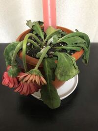 ガーベラの花が終わったら 茎はどのあたりで切ればいいですか 根元から新 Yahoo 知恵袋