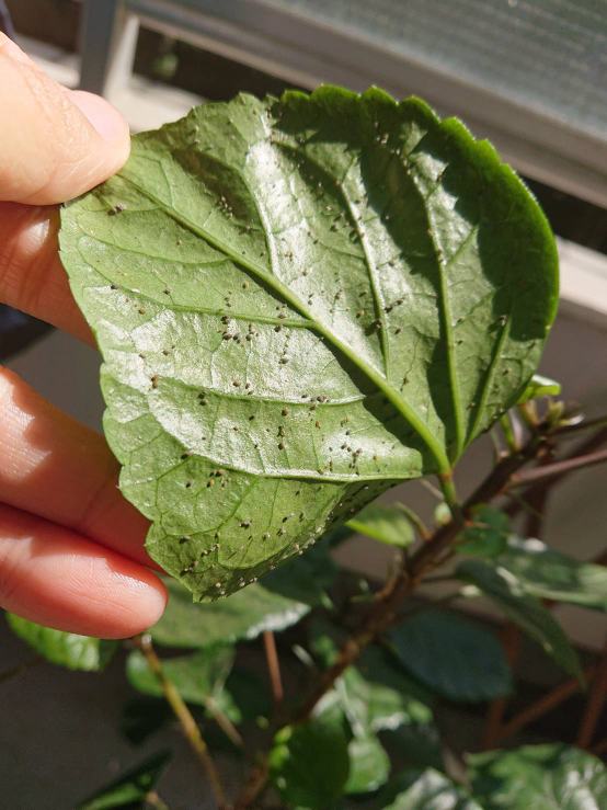 写真あり】ハイビスカスの葉っぱの裏に虫のような点々がどの葉にも沢山