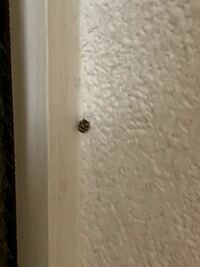 1ミリくらいのすごく小さい黒い虫が家の中にいました。 これはなんという名前ですか？