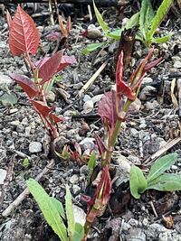 これは何という草ですか 山菜 山菜イタドリに似てるけど違った Yahoo 知恵袋