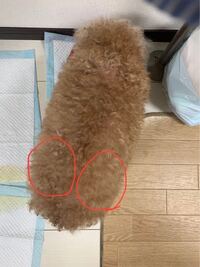 犬の腰辺りが硬いです 写真の赤 で囲っている辺りに大きいミカ Yahoo 知恵袋