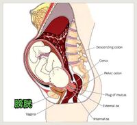 身長が高い方が お腹の体積が広い分 妊娠中お腹が大きく前に出づらい Yahoo 知恵袋