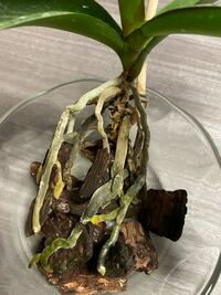 鉢から取り出した胡蝶蘭の根が写真のようにカビっていました 対処法は Yahoo 知恵袋