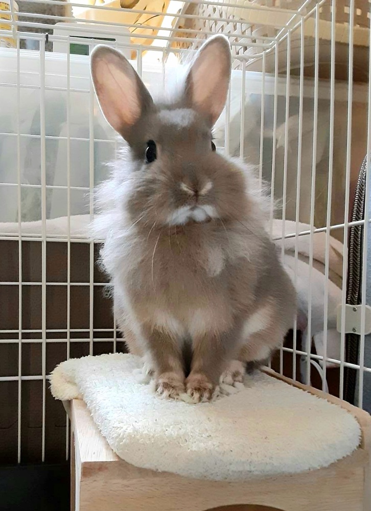 げっ歯類 ウサギ 回答受付中の質問 Yahoo 知恵袋