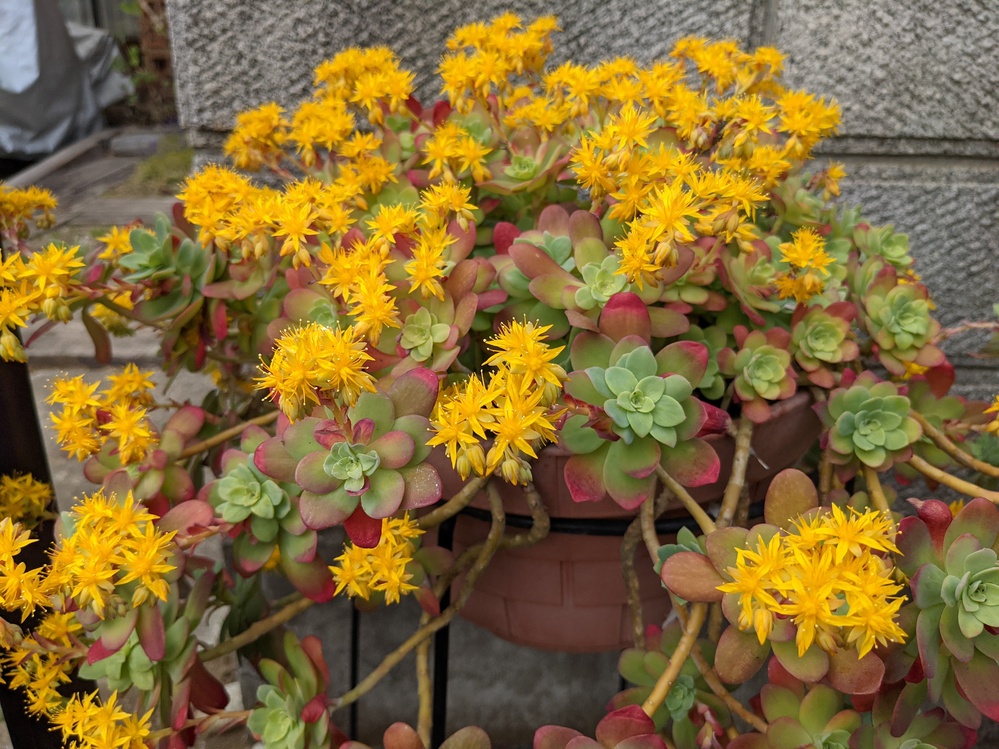 黄色い花が咲きました。この多肉植物の名前は？ - Yahoo!知恵袋