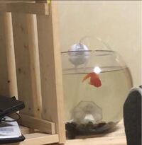 金魚が突然動かなくなりました ずっとではなく時々です 病気でしょうか Yahoo 知恵袋