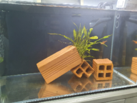 水槽レイアウトで悩んでます 現在は水草を抜いて流木も取ってほぼリセット Yahoo 知恵袋