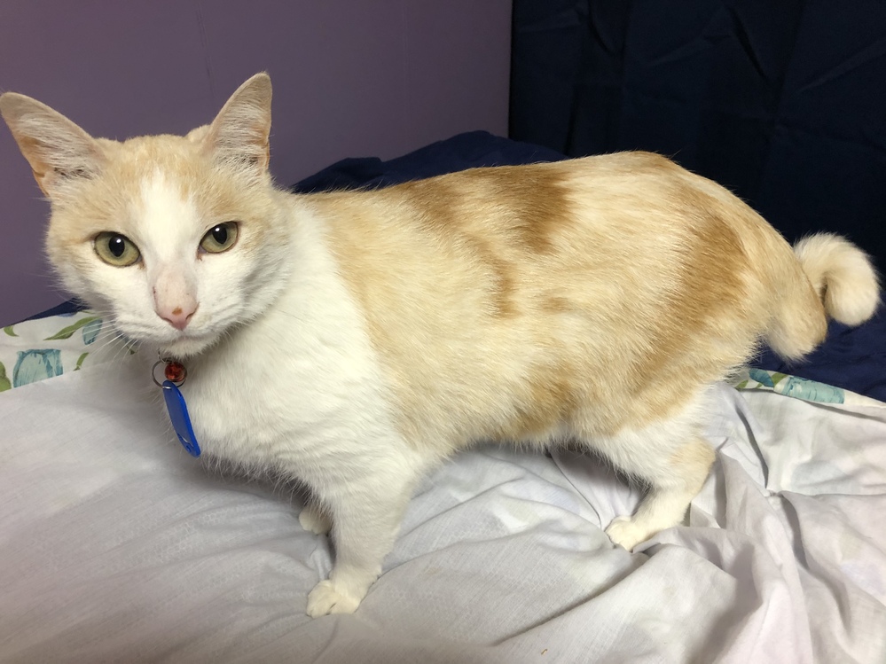 大人しい猫の種類とかわかる人いますか？壁とかかじらない子とかいない 