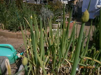 さやえんどうの花が今咲いているのですけど この時期に咲くのです Yahoo 知恵袋