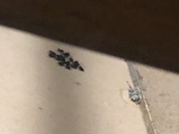 閲覧注意 画像貼ってるので自己責任でお願いします 小さい赤ちゃん Yahoo 知恵袋