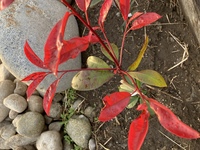 レッドロビンを植えたのですが 葉っぱがあまりこんでいなく丸見えですレッ Yahoo 知恵袋