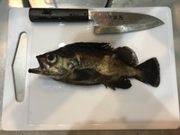 この魚はソイでしょうか ホタルイカの餌釣りで釣れました 色的にメバルかな と Yahoo 知恵袋