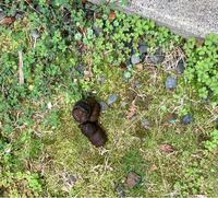 これは何の動物のうんちですか 庭にでかいうんちがあったので 気にな Yahoo 知恵袋