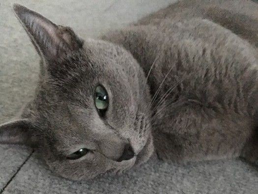 ロシアンブルーは目つきが悪いですか Fwf 悪いですよ Yahoo 知恵袋