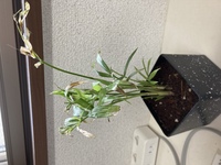 テーブルヤシが飼い猫に食べられてしまいました 泣 この食べられてボロボ Yahoo 知恵袋