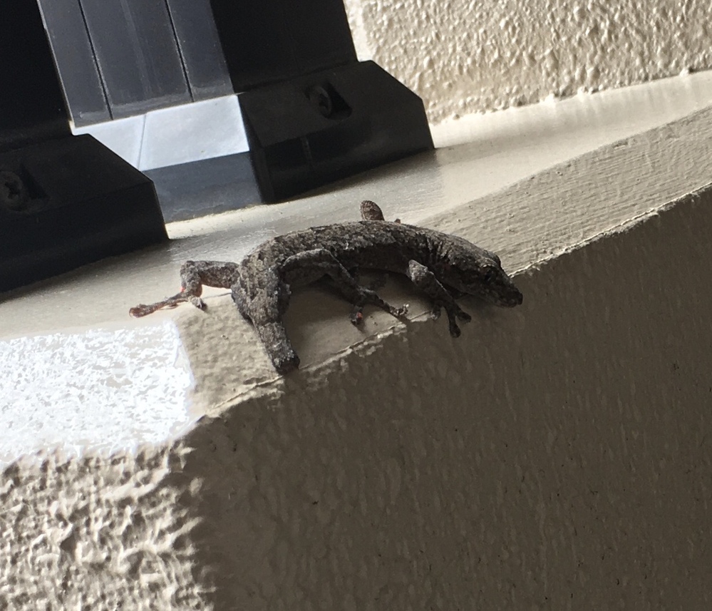 爬虫類 両生類 解決済みの質問 Yahoo 知恵袋