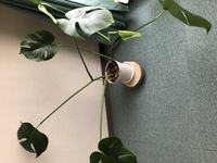 観葉植物のクワズイモです買った時はもっとピンとしていたのに広がってきました葉 Yahoo 知恵袋