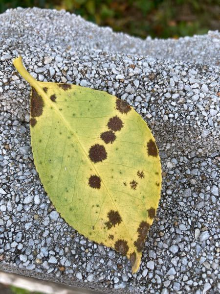 椿の葉が黄色く変色していて、 - 葉の裏に褐色の斑点が出ています。害虫か病気... - Yahoo!知恵袋