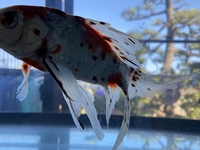 脱皮が終わったザリガニが死ぬことはありますか それは脱皮不全にはいるのでしょ Yahoo 知恵袋