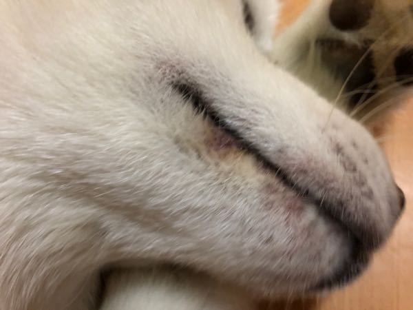 秋田犬ですが 鼻の上や口周りがピンクになってきました 顎の下も ス Yahoo 知恵袋