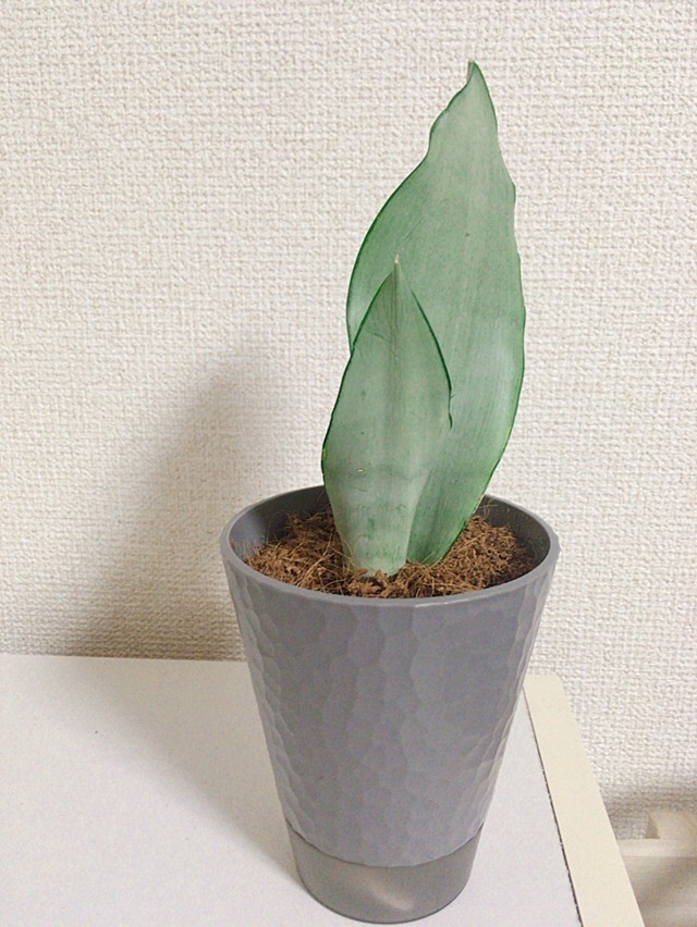 今日ダイソーでこちらの観葉植物を購入しました サンスベリアのムーンシャインで Yahoo 知恵袋