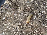 庭のプランターにこんな幼虫がいました 何の幼虫なのかわかる方いらっ Yahoo 知恵袋