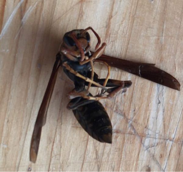 秋からスズメバチらしき蜂の死骸を家の中で見かけることがあります 