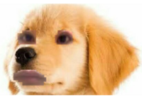 この前 犬に追いかけられました 犬は かわいい姿をしていても 表情によっては Yahoo 知恵袋