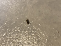 クローゼットを開けてみたらこんな虫が死んでおりました これはまさか Yahoo 知恵袋
