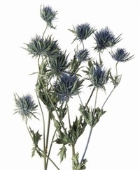 画像のエリンジウムの品種と色を教えてください あとあざみでドライフラワーにす Yahoo 知恵袋