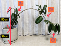 ゴムの木の植え替えについて 支柱を 床から50cm位の高さ程度に Yahoo 知恵袋