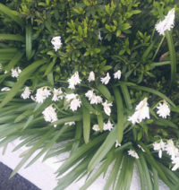 これほ何の花ですか スズランともスノードロップとも違うように見えます Yahoo 知恵袋