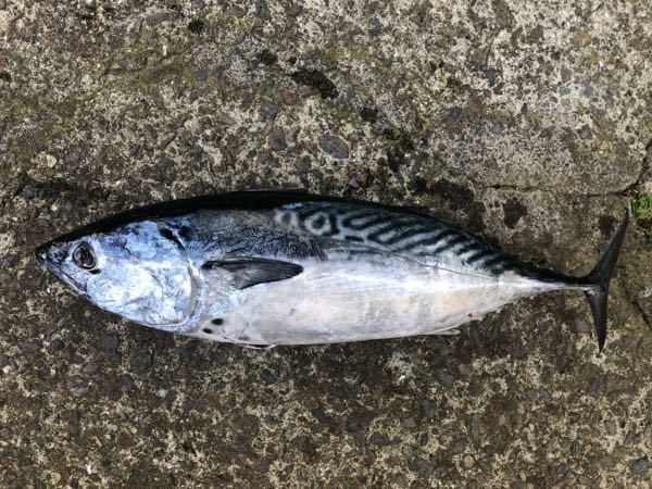 この魚がわかる方いますか スマ カツオ 誰か教えてください Yahoo 知恵袋