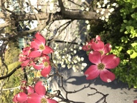 この花の木はなんですか 下の方に白い花 上の方には赤い花が咲いていました Yahoo 知恵袋
