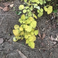 この植物の名前を教えてください 特徴は茎にトゲがあります 匍匐するタイプのツ Yahoo 知恵袋