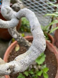 山苔の先端に白っぽい粒のようなものが出来ます これはカビでしょうか 指先でな Yahoo 知恵袋