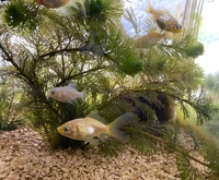 知人から金魚の稚魚 幼魚 を譲ってもらいました 種類を調べているのですが イ Yahoo 知恵袋