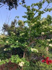 この木の名前は何というのでしょうか 散歩していて見つけました あじさい Yahoo 知恵袋