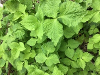 三つ葉を栽培しているのですが葉が黄色になっているものがあります Yahoo 知恵袋