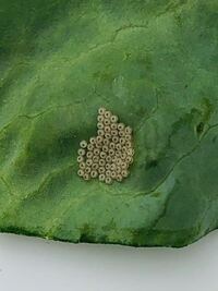 葉牡丹に付いてたこの丸いツプツプは何の昆虫の卵でしょうか ヨ Yahoo 知恵袋