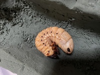 ヘラクレスオオカブトの幼虫ですお尻から出るフンのようなものの正体と蛹になる時 Yahoo 知恵袋