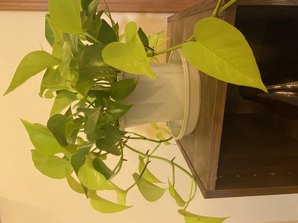 先日観葉植物を買ったのですが 名前をすっかり忘れてしまいました 水やり Yahoo 知恵袋